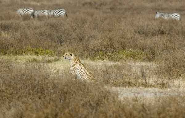 Guepardo - cráter del Ngorongoro - Tanzania 1.jpg